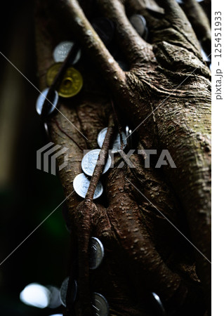硬貨を纏う樹木 ガジュマル 硬貨を纏う樹木 ガジュマル 125451933