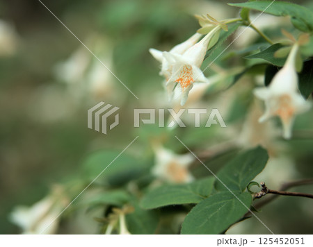 4月に咲いた可憐なツクバネウツギ（衝羽根空木）の花 125452051