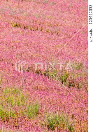 サンゴソウ 125452352