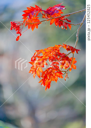 ナナカマドの紅葉 125452825