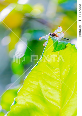 ノシメトンボ 125452888