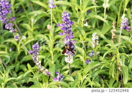 ラベンダーの蜜を吸うクマバチ ラベンダーの蜜を吸うクマバチ 125452948