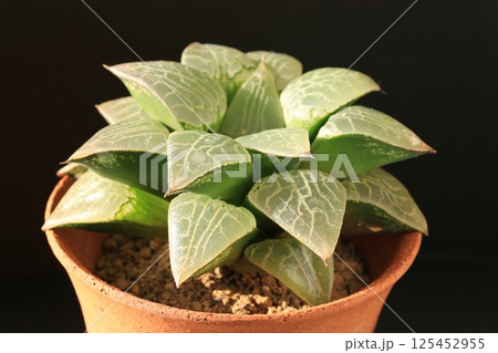 ハオルチア 125452955