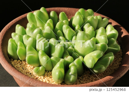 コノフィツム 125452968