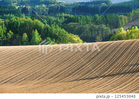 農業が盛んな北海道美瑛町の初夏の畑模様 125453048