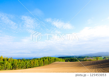 農業が盛んな北海道美瑛町の初夏の風景 125453053