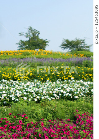 一面に咲き誇る花々 125453095