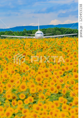 ひまわりと飛行機のコントラスト 125453138
