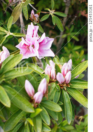 春4月に咲いたピンクのツツジの花 125453161