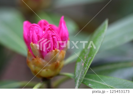 ホンシャクナゲの花の蕾 125453173