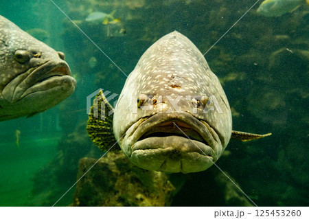 The Giant grouper fish in aquarium 125453260