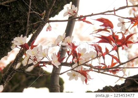 桜 桜 125453477