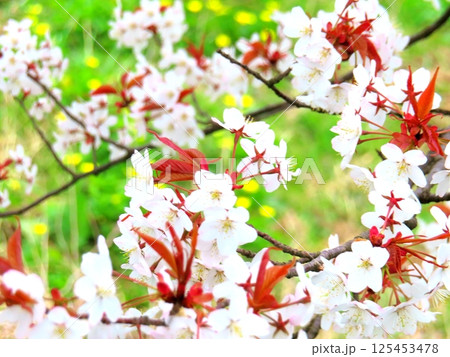 桜 桜 125453478