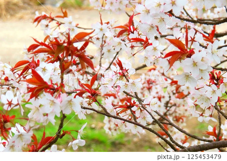 桜 125453479