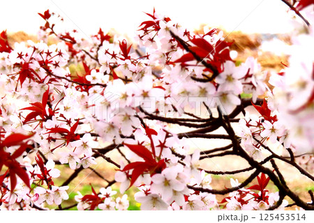 桜 桜 125453514