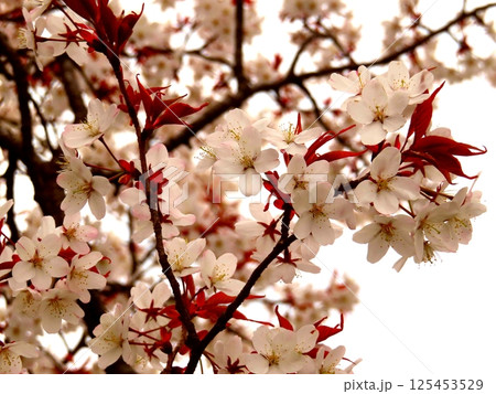 桜 桜 125453529