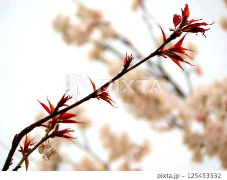 桜 125453532