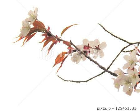 桜 125453533