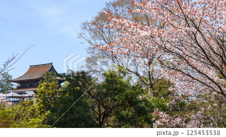 吉水神社より山桜と遠く蔵王堂を観る 奈良県吉野山 吉水神社より山桜と遠く蔵王堂を観る 奈良県吉野山 125453538