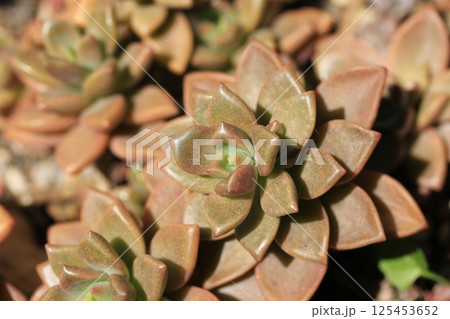 多肉植物／ブロンズ姫 125453652