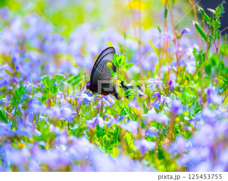 ジャコウアゲハと群生したムラサキサギゴケの花 125453755