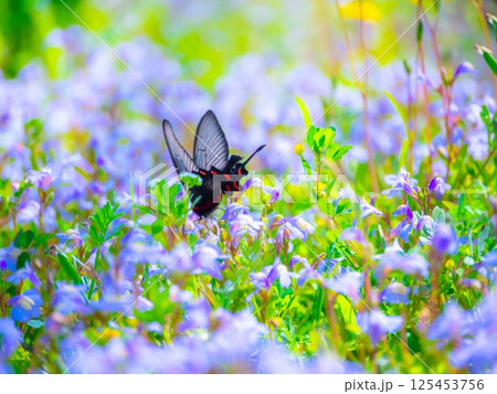 ジャコウアゲハと群生したムラサキサギゴケの花 125453756