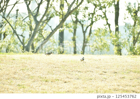 ライトイエローグリーン系の背景素材 ライトイエローグリーン系の背景素材 125453762