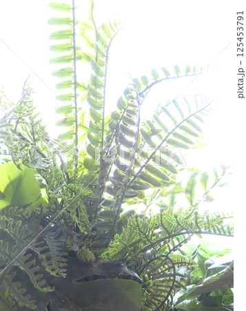 エキゾチック 125453791