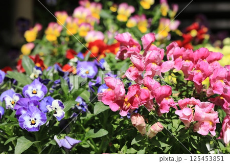ビオラとキンギョソウ 125453851