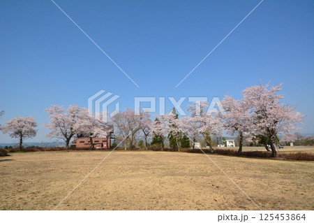 早春の新潟県小千谷市山本山高原に咲く桜 125453864