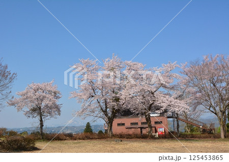 早春の新潟県小千谷市山本山高原に咲く桜 125453865