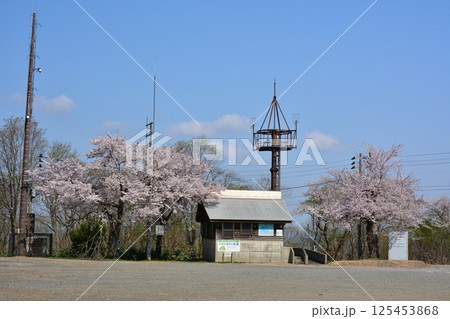 早春の新潟県小千谷市山本山高原に咲く桜 早春の新潟県小千谷市山本山高原に咲く桜 125453868