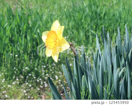 スイセン 125453950