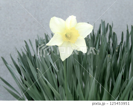 スイセン 125453951