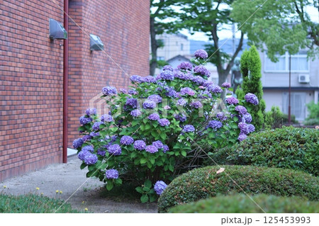 赤煉瓦に映える紫の紫陽花 赤煉瓦に映える紫の紫陽花 125453993