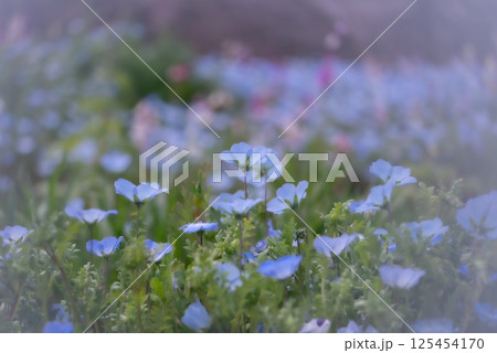 春の光に包まれて咲く青いネモフィラの花【春】 春の光に包まれて咲く青いネモフィラの花【春】 125454170