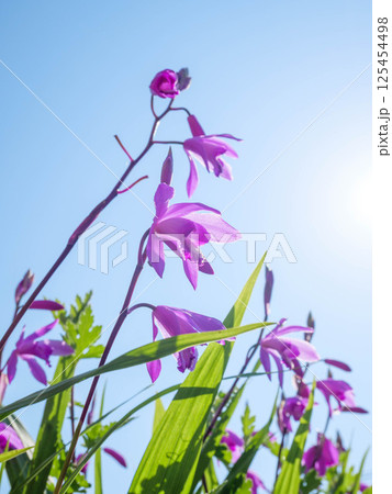 初夏の公園で朝日に輝く紫蘭の花 125454498