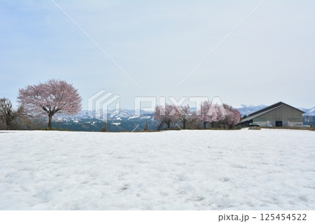 早春残雪の新潟県十日町市津南町沖ノ原台地に咲く雪上桜 早春残雪の新潟県十日町市津南町沖ノ原台地に咲く雪上桜 125454522