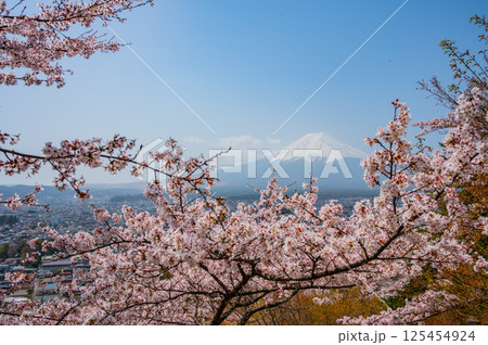 満開の桜と雄大な富士山 125454924