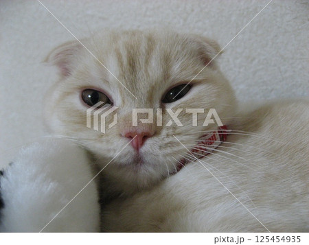 仔猫の顔 125454935