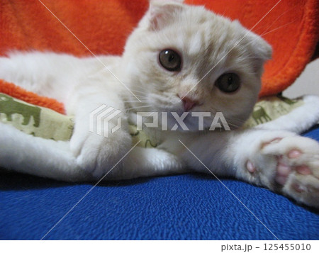 見つめる可愛い子猫 125455010