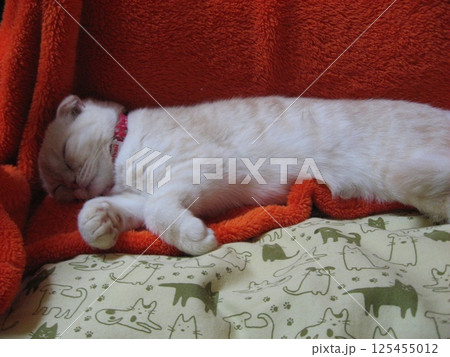 熟睡中の猫 熟睡中の猫 125455012