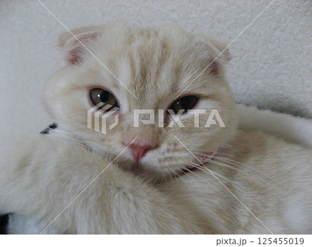 仔猫の顔 仔猫の顔 125455019