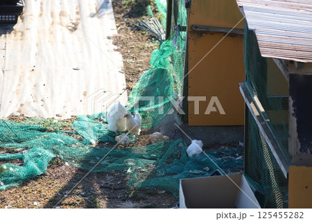 小屋の周りをウロウロする烏骨鶏 小屋の周りをウロウロする烏骨鶏 125455282