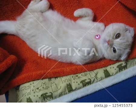 腹丸出し子猫 腹丸出し子猫 125455373