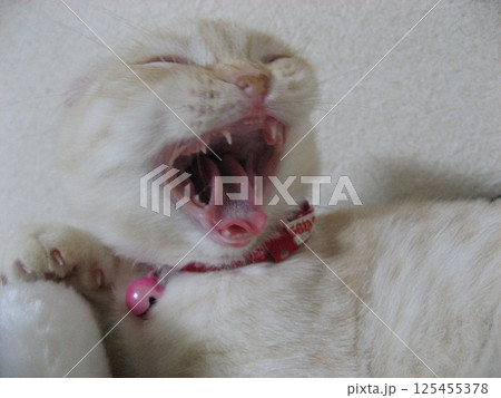 大あくびする子猫 大あくびする子猫 125455378