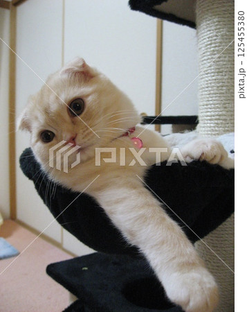 ハンモックからはみ出る子猫 ハンモックからはみ出る子猫 125455380