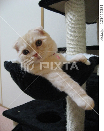 乗り出す子猫 125455381
