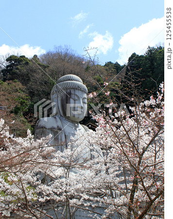 壺阪寺の桜大仏 125455538