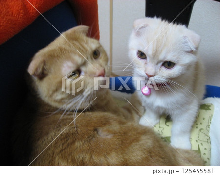 仲良し猫 125455581